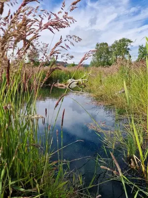 a small pond in a field with tall grass at Byre 1 InThePark in Stirling