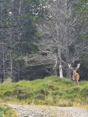 a deer standing on a grassy hill with trees at Byre 1 InThePark in Stirling