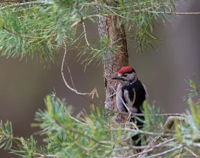 a bird with a red cap sitting on a tree branch at Byre 1 InThePark in Stirling