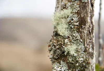 a tree with moss and lichens on the side of it at Port na Mine in Bonawe