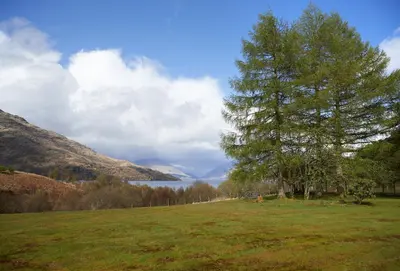 a tree in a field with a lake in the background at Port na Mine in Bonawe