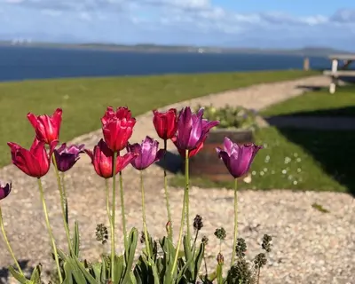a group of pink flowers in a garden at Blaeberry Cottage in Killean