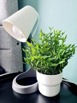 a green plant in a white pot next to a light at Spacious 5bed house, FREE parking, NO PARTY ! in Glasgow