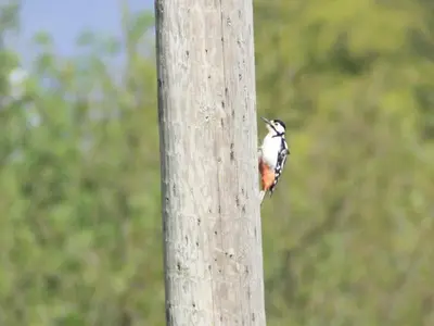 a bird perched on the side of a wooden pole at Highland Haven, Glencoe in Ballachulish