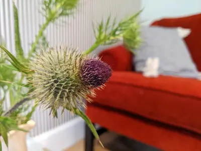 a purple flower in front of a red couch at Self-Catering Suite in rural guest house 10 min to Islay Ferry Terminal in Ronachan