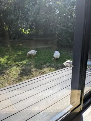 two sheep standing in the grass outside a window at Self-Catering Suite in rural guest house 10 min to Islay Ferry Terminal in Ronachan