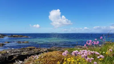 a group of flowers on the rocks near the water at Self-Catering Suite in rural guest house 10 min to Islay Ferry Terminal in Ronachan
