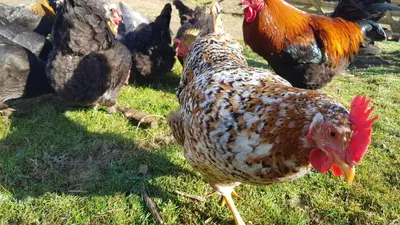 a group of chickens standing in the grass at Self-Catering Suite in rural guest house 10 min to Islay Ferry Terminal in Ronachan