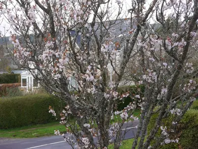 a flowering tree with pink flowers on a street at Balmillig B&B in Helensburgh