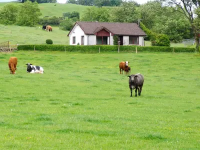 a group of cows grazing in a field at Gean Cottage in Powmill