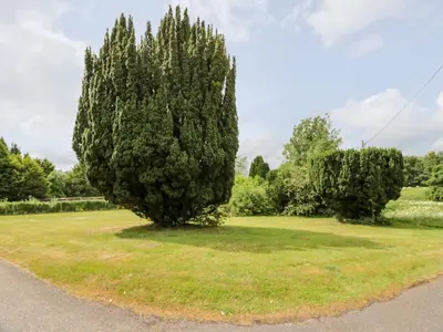 two large trees in a grassy field next to a road at Rob Roy Apartment in Stirling