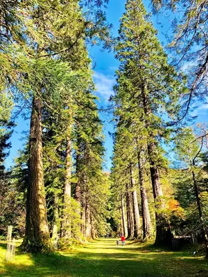 a path through a forest with tall trees at Eckford House in Dunoon