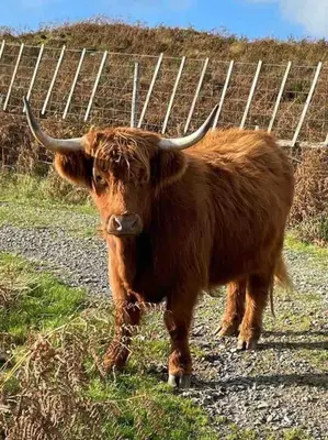 a brown bull with horns standing on a gravel road at Southend, Mull of Kintyre, Campbeltown in Campbeltown