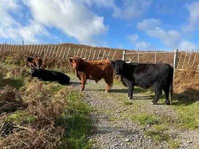 a group of cows standing on a road next to a fence at Southend, Mull of Kintyre, Campbeltown in Campbeltown