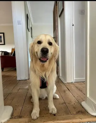 a dog sitting on the floor in a hallway at Loch Lomond Apartment in Alexandria