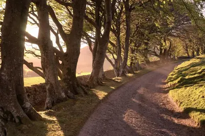 a dirt road lined with trees on a hill at Eastside Steading - Family barn in the Pentland Hills, Edinburgh in Penicuik