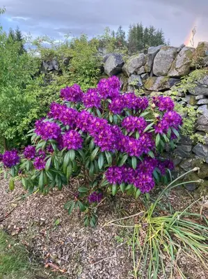 a bunch of purple flowers in front of a stone wall at Polharrow in Dalry
