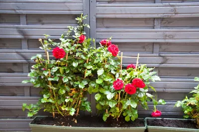 three red roses in a pot against a wall at City Centre Escape with Private Garden in Edinburgh