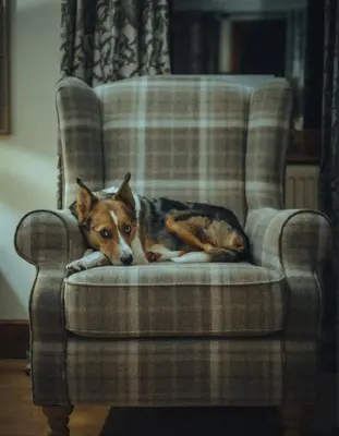 a dog laying on a chair in a living room at The Haven in Saint Fillans