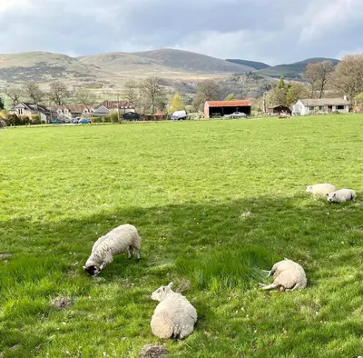 a group of sheep laying in a grass field at Honeycomb Lodge in Dollar