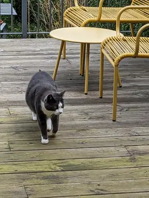 a black and white cat walking on a wooden deck at Private room with terrace and free parking in Edinburgh