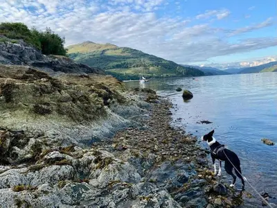 a dog standing on the shore of a body of water at 2 Bed Cottage Sleeps 2 - Parking Pet Friendly in Dunoon