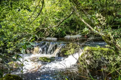 a stream of water flowing through a forest at High Auchenbrack in Thornhill