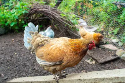 a brown chicken standing on a ledge with other chickens at The Jaw Barn in Milngavie