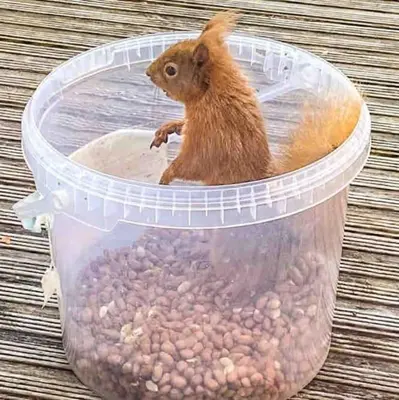 a small animal sitting in a container of food at Scottish Highland Cottage Tyndrum Upper Station in Crianlarich