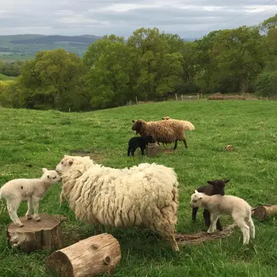 a group of sheep and lambs in a field at Willow Cottage, Gilchristland Organic Farm in Closeburn