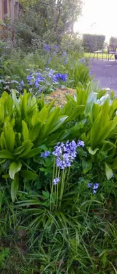 a garden with purple flowers and green plants at Aquila Retreats in Comrie