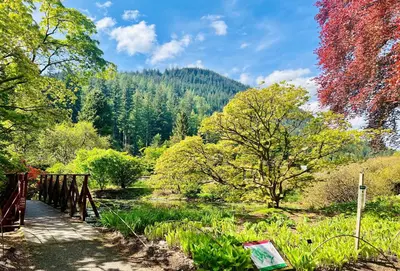 a bridge over a river next to a forest at Heronlea Cottage in Dunoon