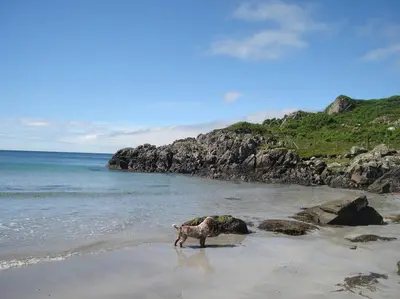a sheep standing on a beach near the water at Ardchiavaig Cabin in Uisken