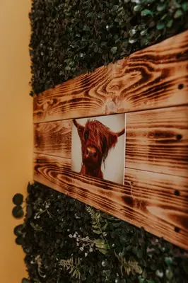 a picture of a cow on a wooden wall at Whisky Whispers Hunters Quay in Sandbank