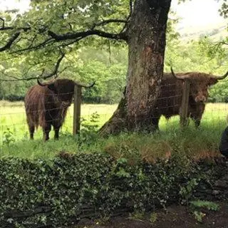 two cows standing next to a fence next to a tree at Alderdale B&B in Luss