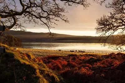 a group of animals standing on a beach near the water at Tarbert Country Manor in Tarbert