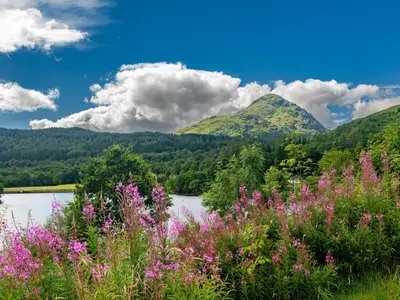 a view of a lake and mountains with pink flowers at Leven Lodge 1 - Uk46042 in Balloch