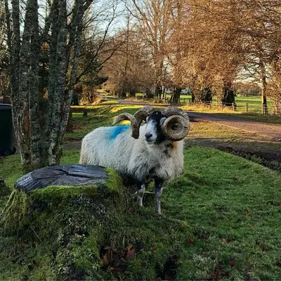 a ram with large horns standing in the grass at Croft 11 Clovullin in Ardgour