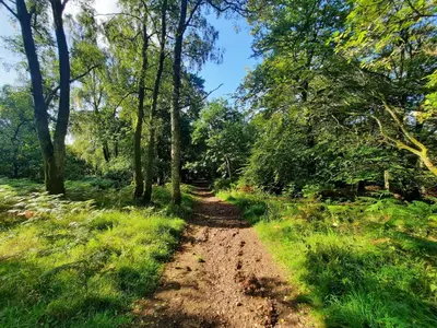 a dirt road through a forest with trees at Bank Place in Crieff