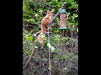 an orange squirrel sitting on a tree branch with a bird feeder at The Crannog on Loch Tay in Morenish