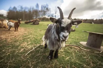 a goat with horns standing in a field at Crieff Hydro in Crieff