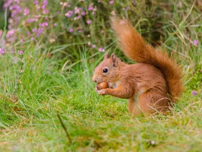 a squirrel standing in the grass eating an apple at 1 Bed in Callander oc-pe173 in Strathyre