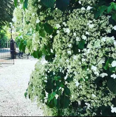 a bush with white flowers in a park at The Old School House, luxury home with hot tub. in Minnigaff