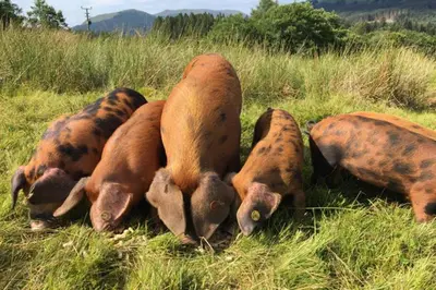 a group of brown cows laying in the grass at Luxury Cabins at Glenorchy Farm in Dalmally