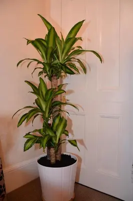 a plant in a white pot next to a wall at Wallace Apartment in Stirling