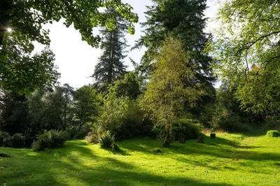 a grassy field with trees and bushes at Argyll Barn in Colintraive