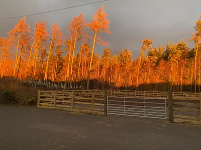 a fence in front of a bunch of trees at The Annex at Meeks Park immaculate 2 bed in Alloa