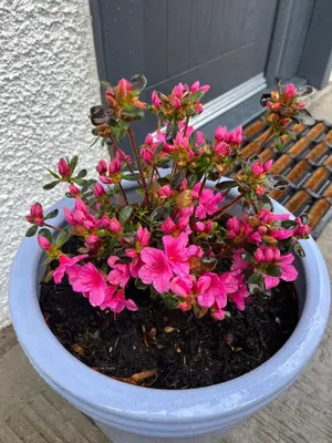 a potted plant with pink flowers in it at View of the Mountain in North Ballachulish