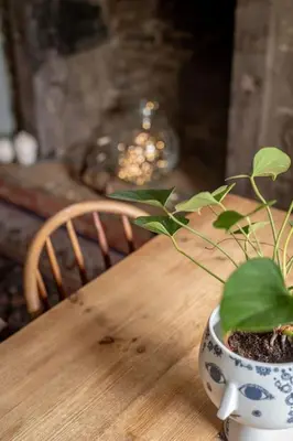 a plant in a vase sitting on a wooden table at No7 Drummond Street, 2 bedrooms, Comrie in Comrie