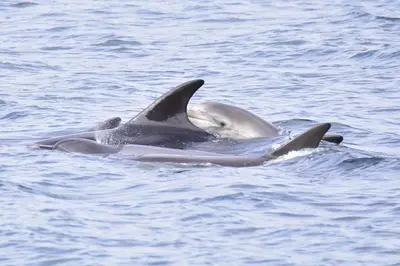 a pair of dolphins swimming in the water at Pirnmill Home with a view in Pirnmill